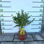 Egreš obyčajný (Grossularia uva-crispa) ´HINNONMÄKI RÖD´ - výška 15-25 cm, stredne skorý, červený, C2L - KRÍKOVÝ